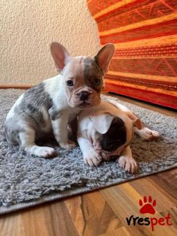Ράτσα: Γαλλικό Μπουλντόγκ - Bulldog | Ηλικία: 2,5 μηνών | Φύλο: Θηλυκό | Αρ. Microchip: 458732098 | Εκπαιδευμένο | Περιοχή: Πειραιάς, Αττική